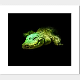 Alligator Posters and Art